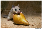 Edible Dormouse 1